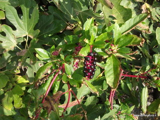 Chiazzette - 13-11-2012 09-21-29.JPG
